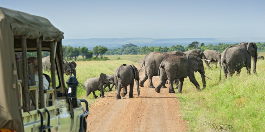 Elefantteja auton edessä safarilla