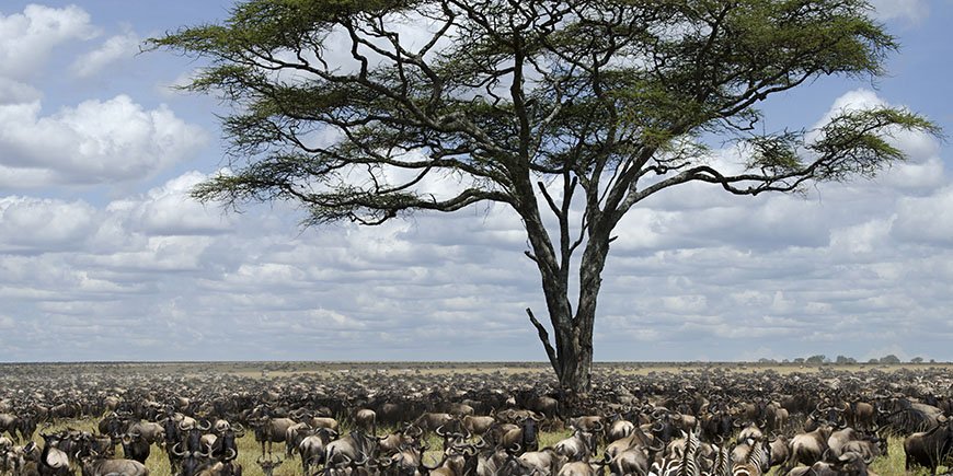 Gnuut Serengetissä
