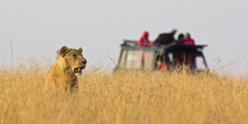 Leijona safarilla
