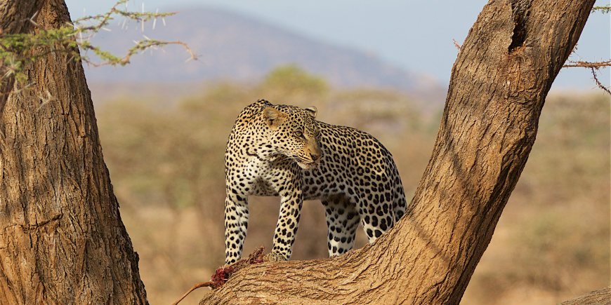 Leopardi Samburun kansallispuistossa Keniassa