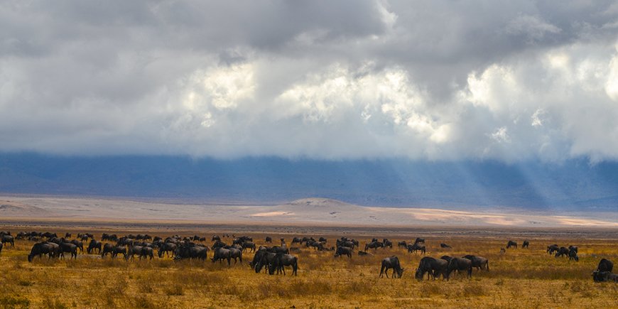 Vaellus Ngorongorossa