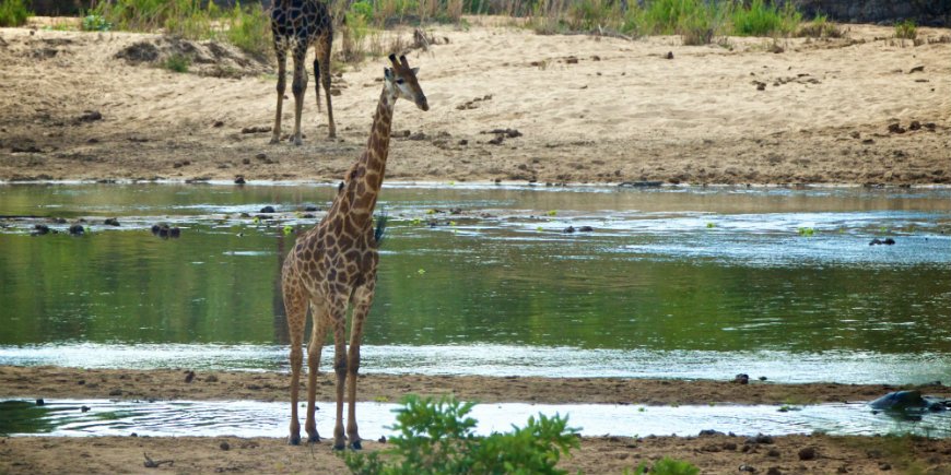 Krugerin kansallispuisto toukokuussa