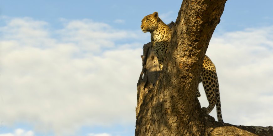 Leopardi Krugerin kansallispuistossa
