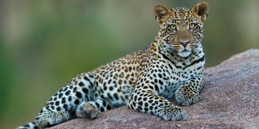 Leopardi Serengetissä