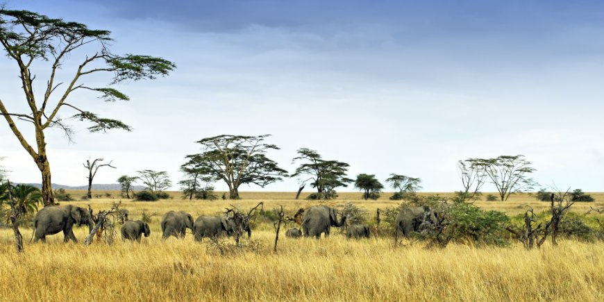 Norsut savannilla Serengetissä