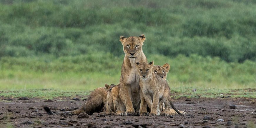 Sadekausi Serengetin kansallispuistossa