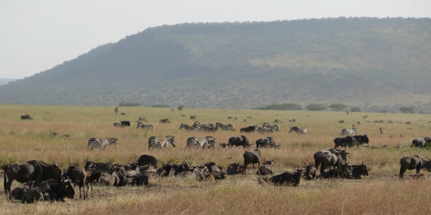 Serengeti kesäkuussa