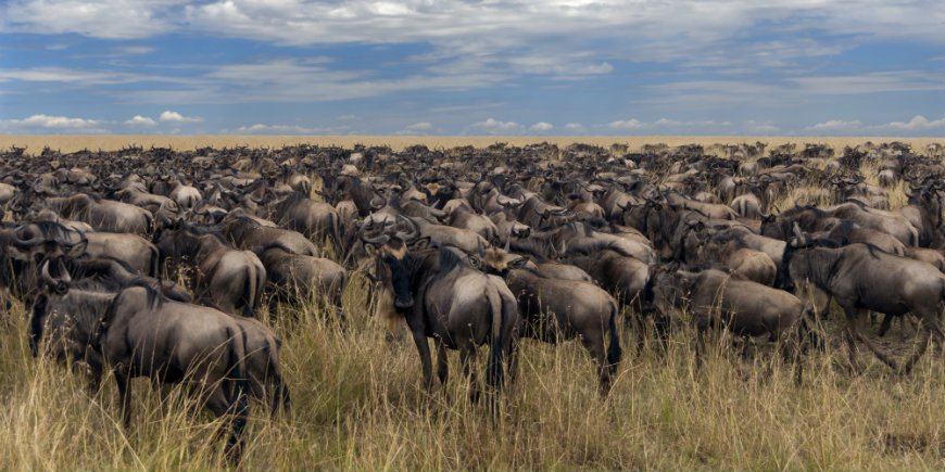 Eläinlauma Masai Marassa