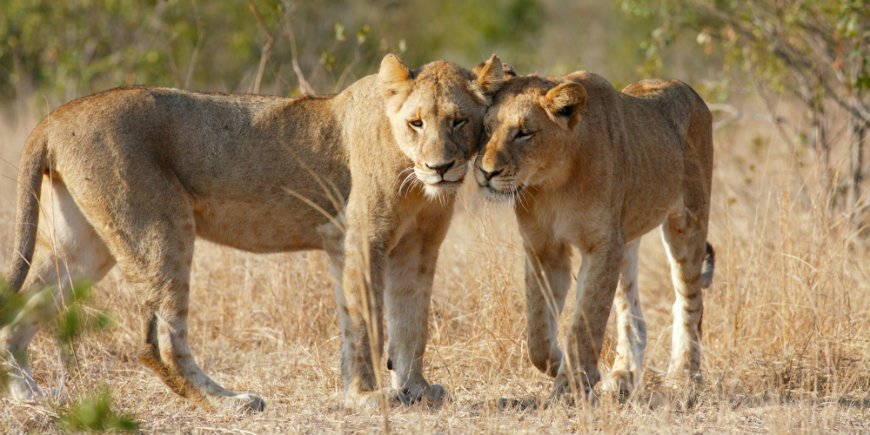 Leijonia Krugerin kansallispuistossa
