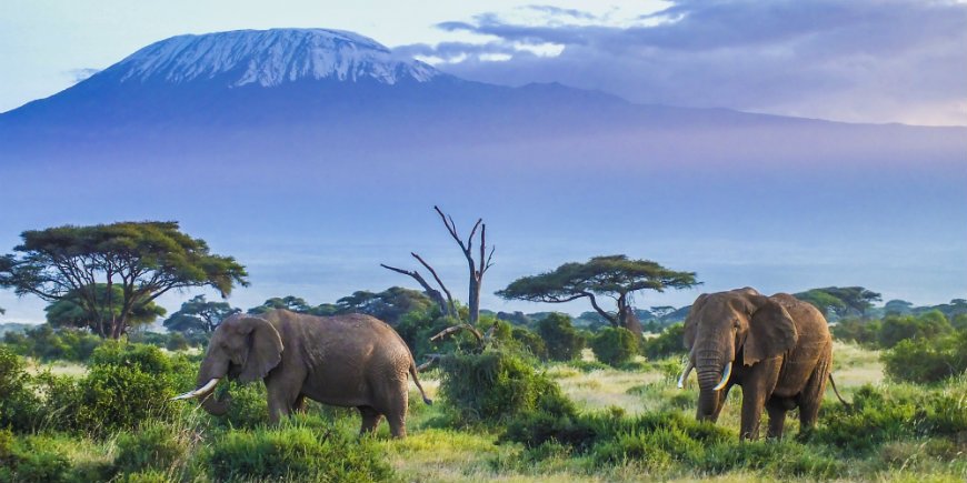 Norsuja Amboselin kansallispuistossa