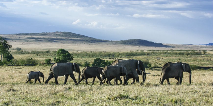 Norsulauma Masai Marassa