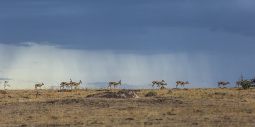 Sadetta savannilla Masai Marassa