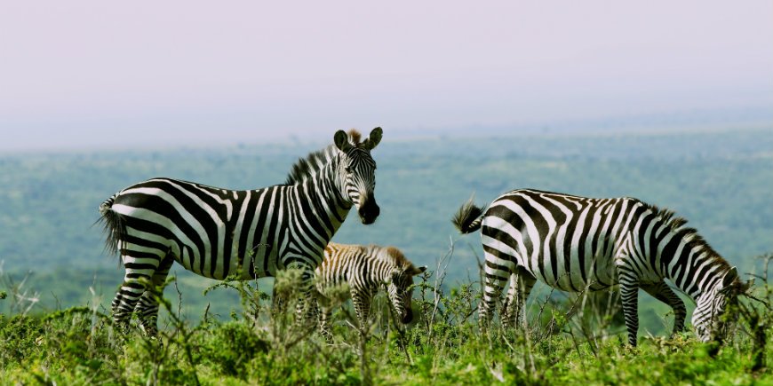 Seeproja Serengetin kansallispuistossa