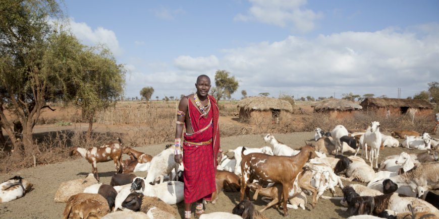 Masai-heimo Keniassa ja Tansaniassa