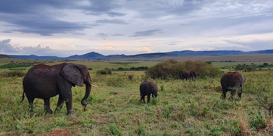 Norsulauma Masai Marassa.
