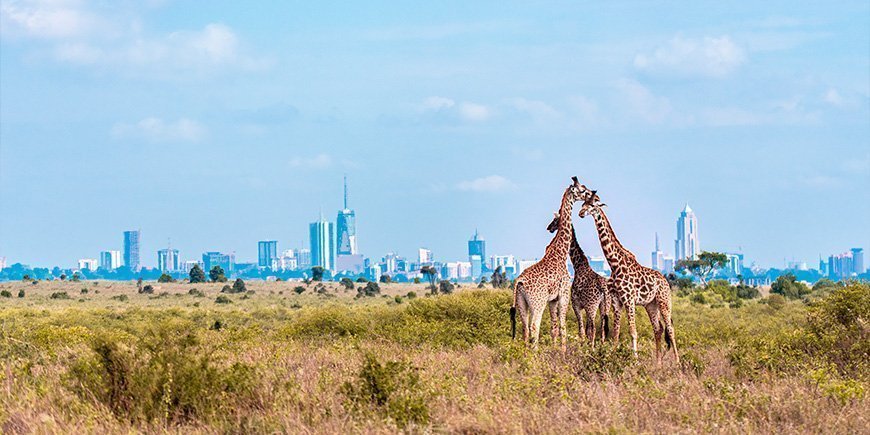 Kolme kirahvia Nairobin kansallispuistossa kaupungin taustalla.