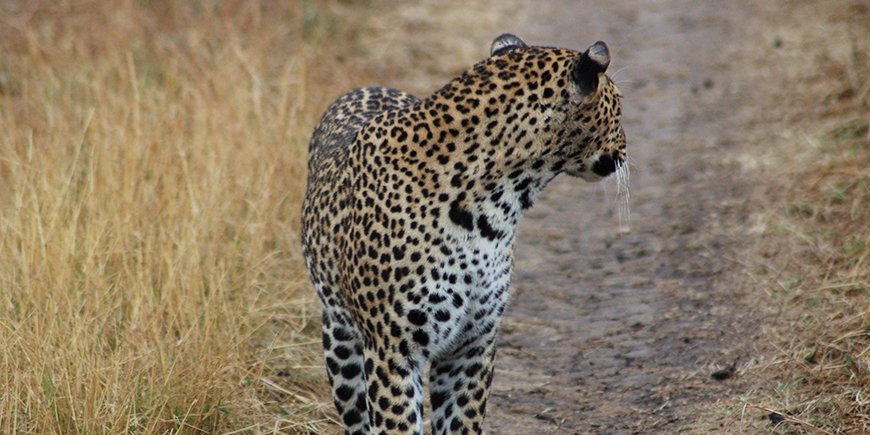 leopardi - 2