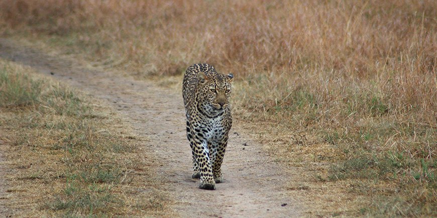 leopardi - 3