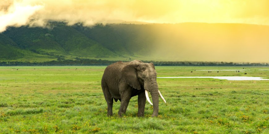 Norsu Ngorongorossa