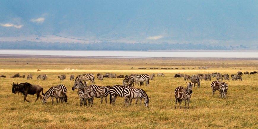Seeproja ja gnuuantilooppeja Ngorongorossa