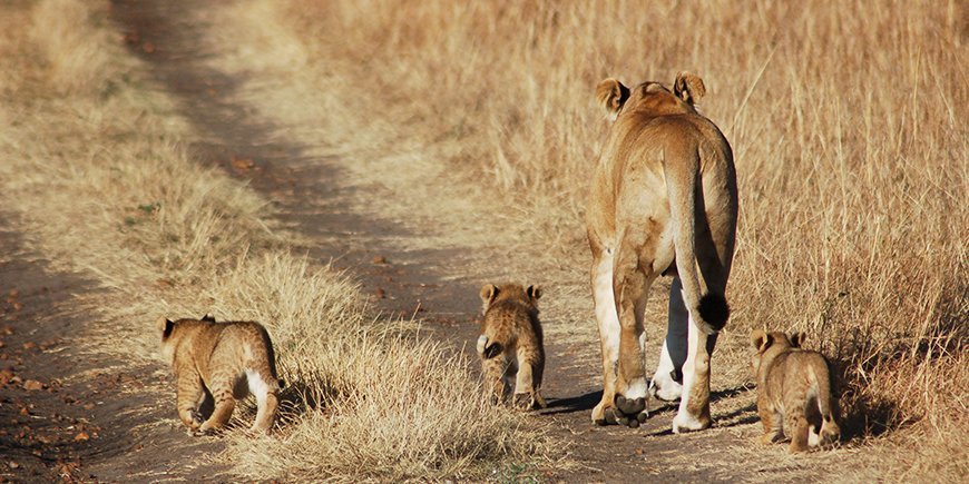 Masai Maran leijona