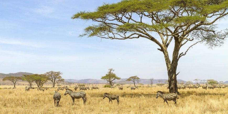 Serengetin kansallispuisto Tansania