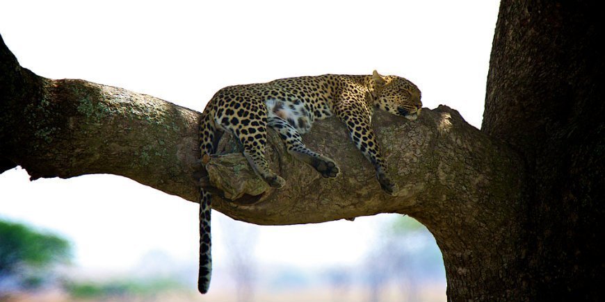 leopardi