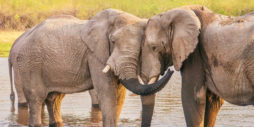norsuja rakkaus Botswana