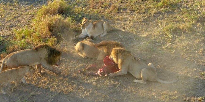Serengeti, leijonat