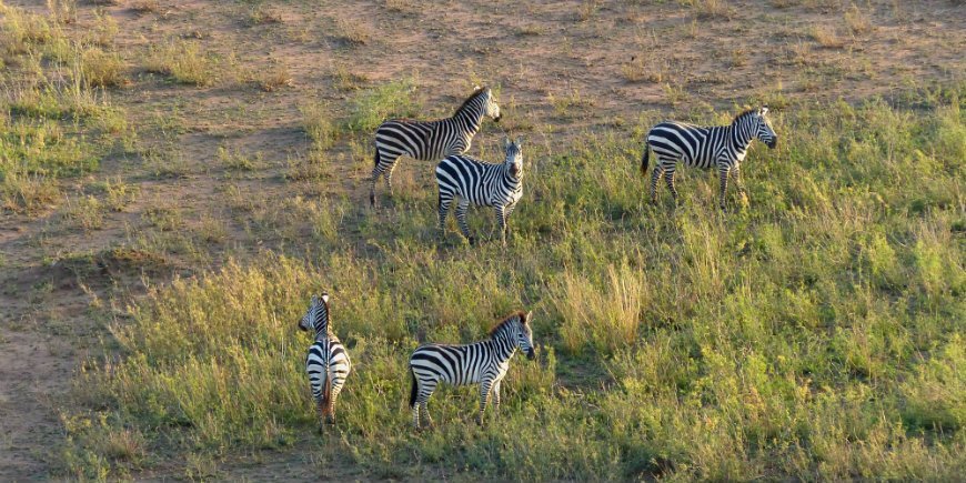 Serengeti, seeproja