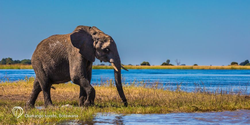Elefantti Okavango Deltassa