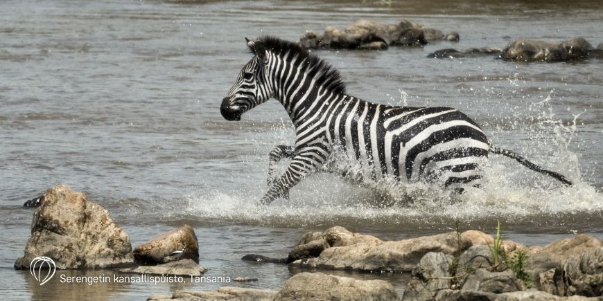 Seepra Serengetin kansallispuistossa