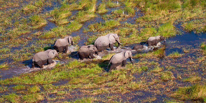 Norsuja Okavangon suistossa Botswanassa.