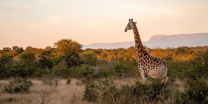 Kirahvi auringonlaskun aikaan Kapama Private Game Reserve -eläinpuistossa, Etelä-Afrikka.