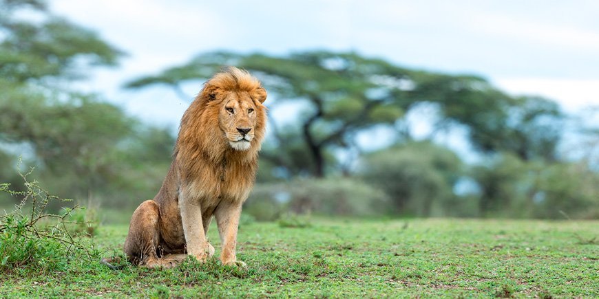 Leijona Ngorongoron kraatterissa Serengetissä, Tansaniassa.