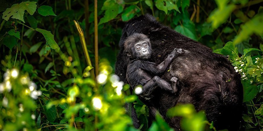 Vuorigorilla vauvan kanssa Bwindissä, Uganda